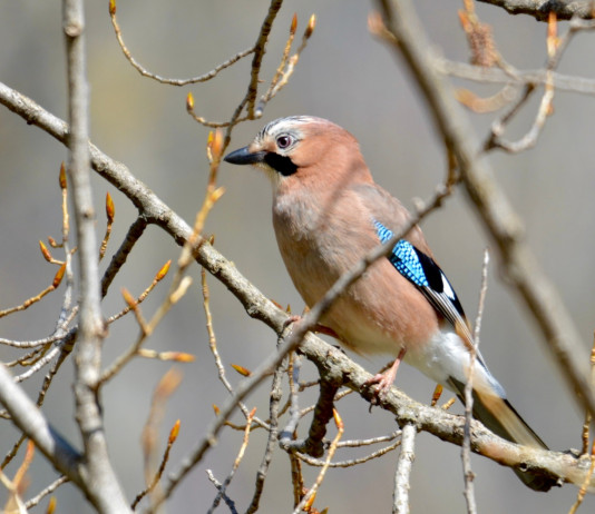 Recupero delle giornate di preapertura: la sentenza del Tar Recupero delle giornate di preapertura: ghiandaia su ramo in autunno