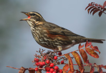 Marche, reintrodotte le due giornate aggiuntive per la migratoria Reintrodotte le due giornate aggiuntive per la caccia alla migratoria nelle Marche: tordo sassello su ramo
