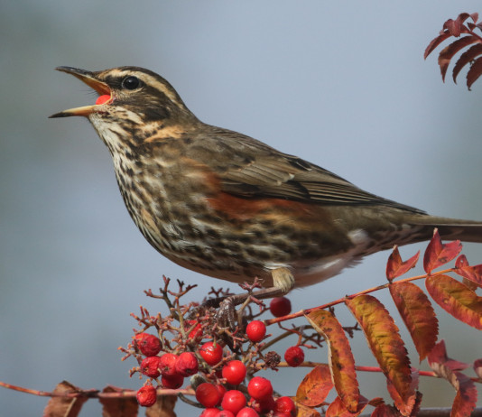 Marche, reintrodotte le due giornate aggiuntive per la migratoria Reintrodotte le due giornate aggiuntive per la caccia alla migratoria nelle Marche: tordo sassello su ramo