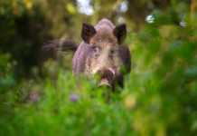 Sardegna verso l’eradicazione della peste suina africana Sardegna verso l’eradicazione della peste suina africana: cinghiale in ambiente naturale