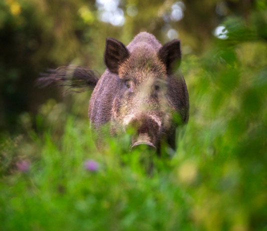 Sardegna verso l’eradicazione della peste suina africana Sardegna verso l’eradicazione della peste suina africana: cinghiale in ambiente naturale