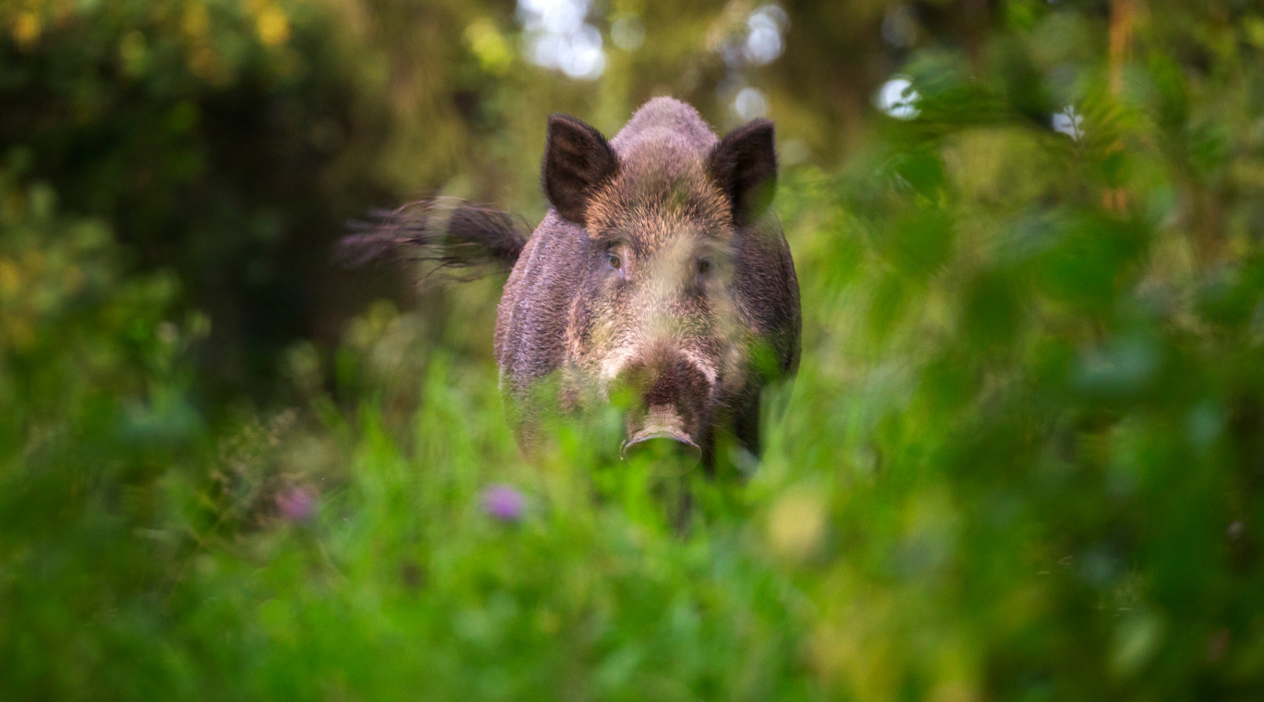 Sardegna verso l’eradicazione della peste suina africana Sardegna verso l’eradicazione della peste suina africana: cinghiale in ambiente naturale