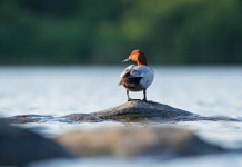 Sospesa la caccia al moriglione in Calabria Sospesa la caccia al moriglione in Calabria