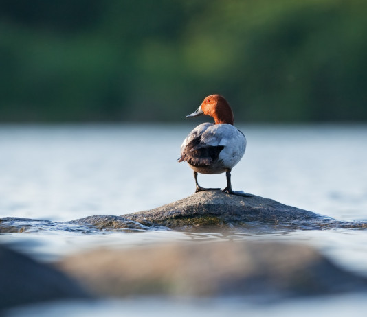 Sospesa la caccia al moriglione in Calabria Sospesa la caccia al moriglione in Calabria