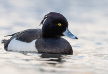 Ufficiali le modifiche al calendario venatorio dell’Emilia Romagna Ufficiali le modifiche al calendario venatorio dell’Emilia Romagna: moretta (Aythya fuligula) in acqua