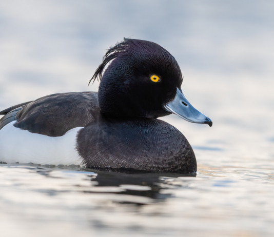 Ufficiali le modifiche al calendario venatorio dell’Emilia Romagna Ufficiali le modifiche al calendario venatorio dell’Emilia Romagna: moretta (Aythya fuligula) in acqua