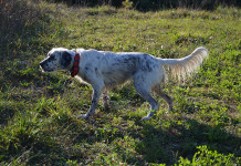 Benelli Caddy: test a caccia benelli caddy