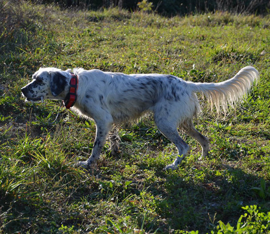 Benelli Caddy: test a caccia benelli caddy