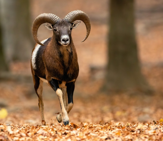 Abbattimento mufloni al Giglio, nuove polemiche Abbattimento mufloni al Giglio, nuove polemiche: muflone (Ovis musimon) nel bosco