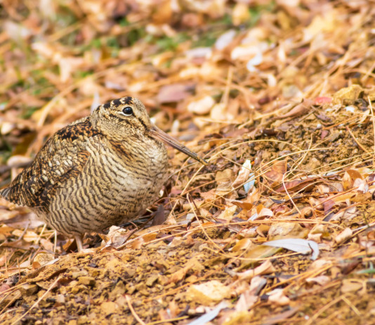 Accolto ricorso sul calendario venatorio della Sicilia Accolto ricorso sul calendario venatorio della Sicilia: beccaccia in ambiente autunnale