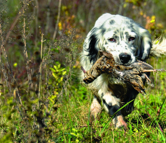 Caccia Magazine dicembre 2023 in edicola Caccia Magazine dicembre 2023 in edicola