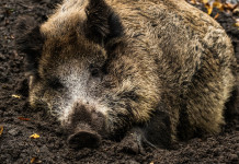 Caccia al cinghiale in Umbria, ok alle modifiche del regolamento Caccia al cinghiale in Umbria, ok alle modifiche del regolamento: cinghiale