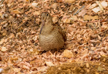 Caccia alla beccaccia in Lombardia: il primo bollettino del 2023/2024 Caccia alla beccaccia in Lombardia: beccaccia nel bosco tra le foglie autunnali