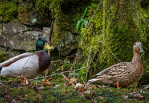 Caccia alla migratoria da appostamento in Veneto, le richieste delle associazioni Caccia alla migratoria da appostamento in Veneto, le richieste delle associazioni: due germani reali, maschio e femmina