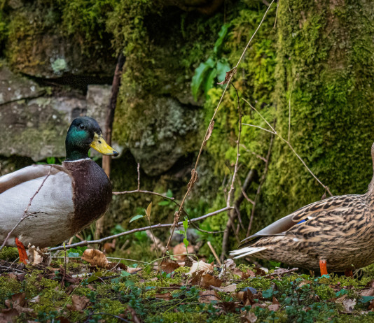 Caccia alla migratoria da appostamento in Veneto, le richieste delle associazioni Caccia alla migratoria da appostamento in Veneto, le richieste delle associazioni: due germani reali, maschio e femmina