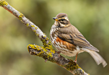 Caccia da appostamento in Lombardia, le associazioni scrivono al governo Caccia da appostamento in Lombardia, le associazioni scrivono al governo: tordo sassello (Turdus iliacus)