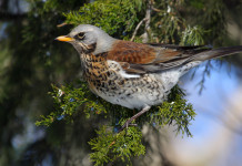 Calendario venatorio della Sardegna: in attesa di sviluppi Calendario venatorio della Sardegna: cesena su ramo d'albero