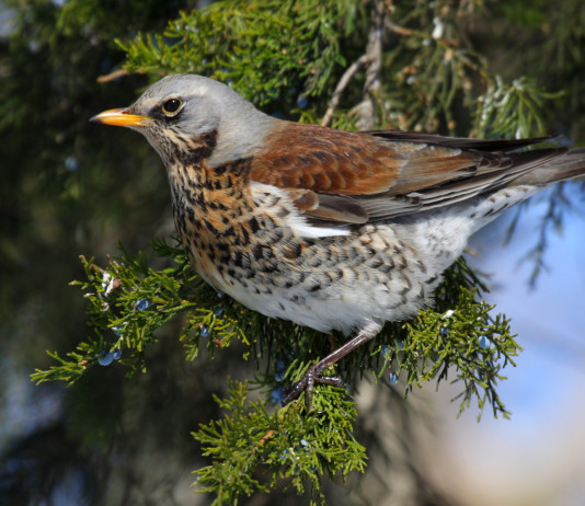 Calendario venatorio della Sardegna: in attesa di sviluppi Calendario venatorio della Sardegna: cesena su ramo d'albero