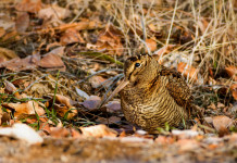 Calendario venatorio della Sicilia, un’altra decisione del tribunale Calendario venatorio della Sicilia, un’altra decisione in tribunale: beccaccia in mezzo alle foglie autunnali