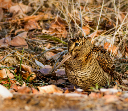 Calendario venatorio della Sicilia, un’altra decisione del tribunale Calendario venatorio della Sicilia, un’altra decisione in tribunale: beccaccia in mezzo alle foglie autunnali