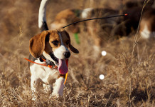 Cani da caccia: universo beagle cani da caccia: universo beagle