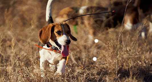Cani da caccia: universo beagle cani da caccia: universo beagle