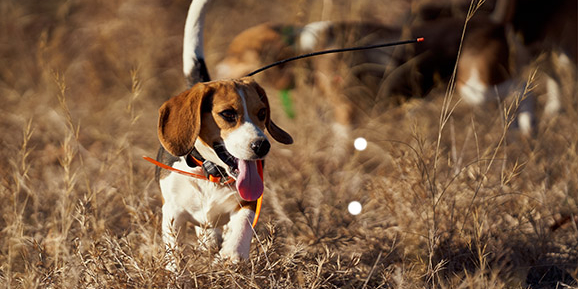 cani da caccia: universo beagle