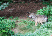 Direttiva habitat, Lollobrigida chiede revisione specie protette Direttiva habitat, Lollobrigida chiede revisione specie protette: lupo in ambiente naturale