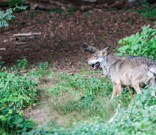 Direttiva habitat, Lollobrigida chiede revisione specie protette Direttiva habitat, Lollobrigida chiede revisione specie protette: lupo in ambiente naturale