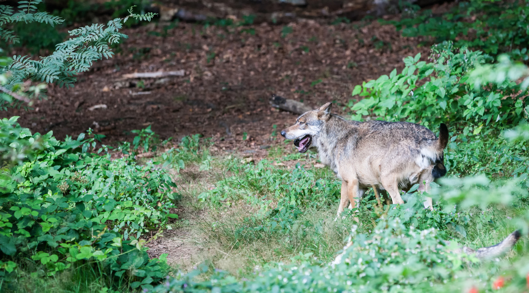 Direttiva habitat, Lollobrigida chiede revisione specie protette: lupo in ambiente naturale