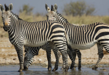 Divieto d’importazione dei trofei di caccia, ddl in commissione Divieto d’importazione dei trofei di caccia, ddl in commissione: zebra di Hartmann