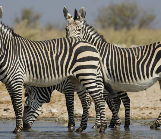 Divieto d’importazione dei trofei di caccia, ddl in commissione Divieto d’importazione dei trofei di caccia, ddl in commissione: zebra di Hartmann