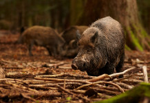 Durata della stagione di caccia al cinghiale, governo valuta ampliamento Durata della stagione di caccia al cinghiale, governo valuta ampliamento: cinghiali nella foresta