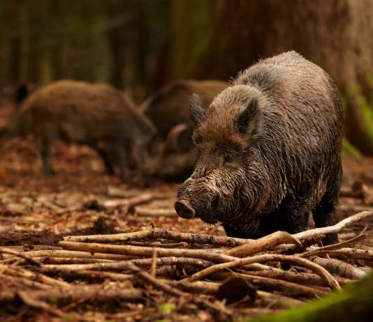 Durata della stagione di caccia al cinghiale, governo valuta ampliamento Durata della stagione di caccia al cinghiale, governo valuta ampliamento: cinghiali nella foresta