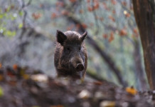 Durata della stagione per la braccata, le richieste di Fidc Lombardia Durata della stagione per la braccata, le richieste di Fidc Lombardia: cinghiale nella foresta