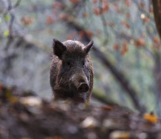 Durata della stagione per la braccata, le richieste di Fidc Lombardia Durata della stagione per la braccata, le richieste di Fidc Lombardia: cinghiale nella foresta