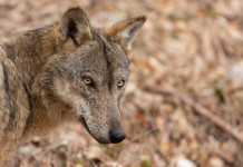 Gestione del lupo, la Face scrive a von der Leyen Gestione del lupo, la Face scrive a von der Leyen: lupo in primo piano