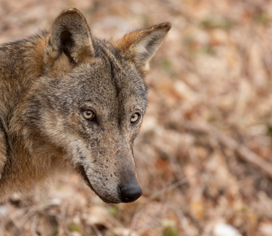 Gestione del lupo, la Face scrive a von der Leyen Gestione del lupo, la Face scrive a von der Leyen: lupo in primo piano
