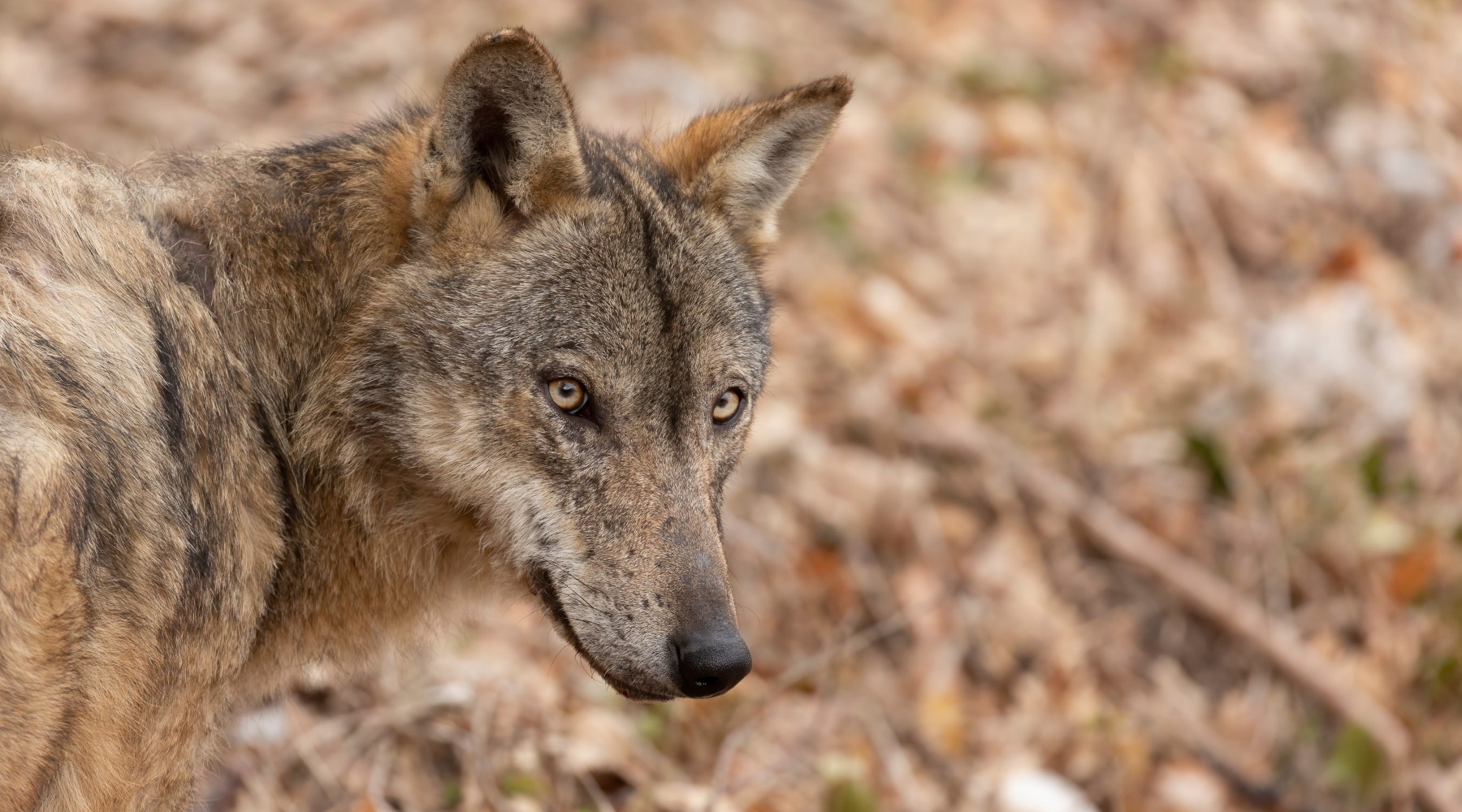Gestione del lupo, la Face scrive a von der Leyen: lupo in primo piano