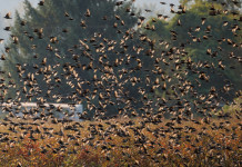La caccia allo storno in Toscana solo con TosCaccia La caccia allo storno in Toscana solo con TosCaccia: stormo di storni in volo in autunno