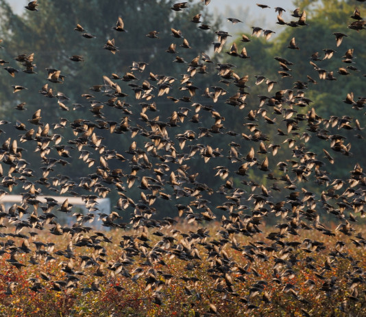 La caccia allo storno in Toscana solo con TosCaccia La caccia allo storno in Toscana solo con TosCaccia: stormo di storni in volo in autunno