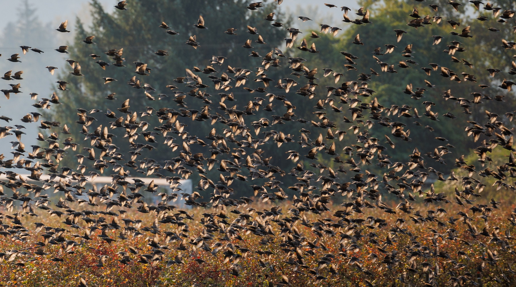 La caccia allo storno in Toscana solo con TosCaccia: stormo di storni in volo in autunno