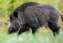 Misure contro la peste suina africana, l’ordinanza della Basilicata Misure contro la peste suina africana, l’ordinanza della Basilicata: cinghiale di profilo, a cartolina