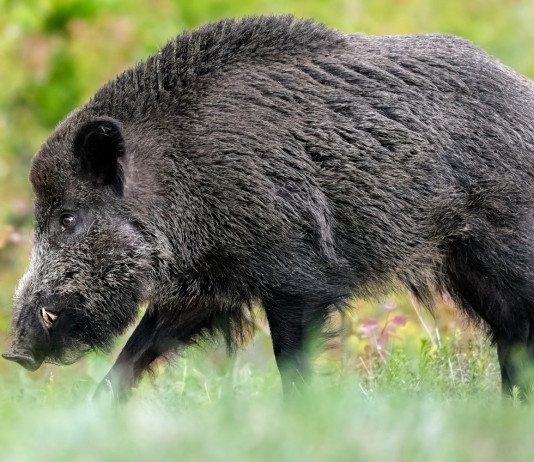 Misure contro la peste suina africana, l’ordinanza della Basilicata Misure contro la peste suina africana, l’ordinanza della Basilicata: cinghiale di profilo, a cartolina