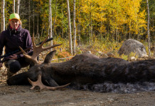 Moderatori di suono a caccia, interrogazione alla Commissione europea Moderatori di suono a caccia, interrogazione alla Commissione europea: alce abbattuto da cacciatrice svedese con carabina con silenziatore