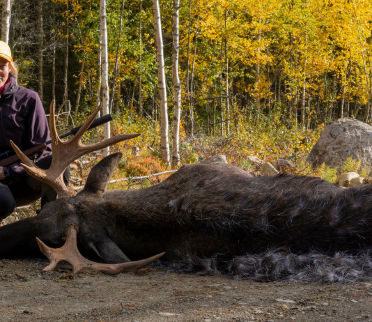Moderatori di suono a caccia, interrogazione alla Commissione europea Moderatori di suono a caccia, interrogazione alla Commissione europea: alce abbattuto da cacciatrice svedese con carabina con silenziatore