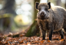Modifiche della legge sulla caccia, proposta della Lega in parlamento Modifiche della legge sulla caccia, proposta della Lega in parlamento: