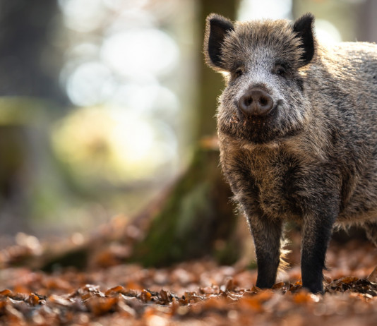Modifiche della legge sulla caccia, proposta della Lega in parlamento Modifiche della legge sulla caccia, proposta della Lega in parlamento: