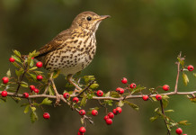 Monitoraggio della selvaggina migratoria: i dati delle Prealpi Monitoraggio della selvaggina migratoria: tordo bottaccio
