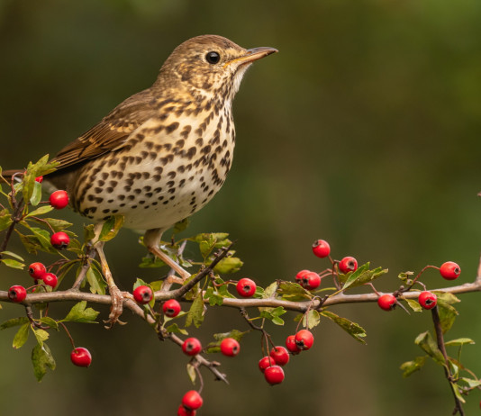 Monitoraggio della selvaggina migratoria: i dati delle Prealpi Monitoraggio della selvaggina migratoria: tordo bottaccio